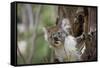 Australia, Perth, Yanchep National Park. Koala Bear a Native Arboreal Marsupial-Cindy Miller Hopkins-Framed Stretched Canvas