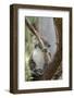 Australia, Perth, Yanchep National Park. Koala Bear a Native Arboreal Marsupial-Cindy Miller Hopkins-Framed Photographic Print