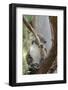 Australia, Perth, Yanchep National Park. Koala Bear a Native Arboreal Marsupial-Cindy Miller Hopkins-Framed Photographic Print