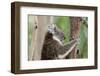 Australia, Perth, Yanchep National Park. Koala Bear a Native Arboreal Marsupial-Cindy Miller Hopkins-Framed Photographic Print