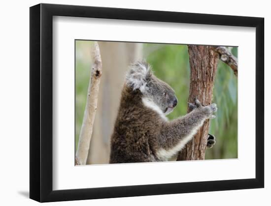 Australia, Perth, Yanchep National Park. Koala Bear a Native Arboreal Marsupial-Cindy Miller Hopkins-Framed Photographic Print