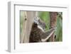 Australia, Perth, Yanchep National Park. Koala Bear a Native Arboreal Marsupial-Cindy Miller Hopkins-Framed Photographic Print