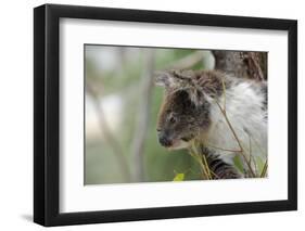 Australia, Perth, Yanchep National Park. Koala Bear a Native Arboreal Marsupial-Cindy Miller Hopkins-Framed Photographic Print