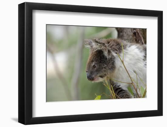 Australia, Perth, Yanchep National Park. Koala Bear a Native Arboreal Marsupial-Cindy Miller Hopkins-Framed Photographic Print