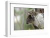 Australia, Perth, Yanchep National Park. Koala Bear a Native Arboreal Marsupial-Cindy Miller Hopkins-Framed Photographic Print