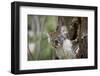 Australia, Perth, Yanchep National Park. Koala Bear a Native Arboreal Marsupial-Cindy Miller Hopkins-Framed Photographic Print