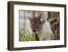 Australia, Perth, Yanchep National Park. Koala Bear a Native Arboreal Marsupial-Cindy Miller Hopkins-Framed Photographic Print