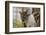 Australia, Perth, Yanchep National Park. Koala Bear a Native Arboreal Marsupial-Cindy Miller Hopkins-Framed Photographic Print