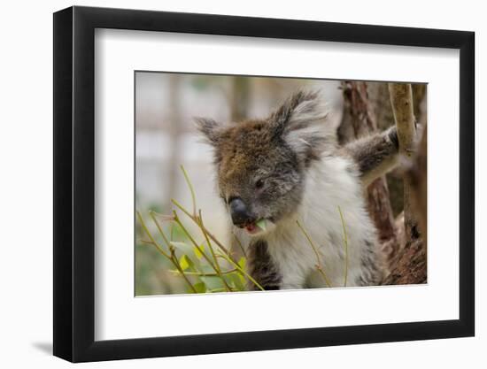 Australia, Perth, Yanchep National Park. Koala Bear a Native Arboreal Marsupial-Cindy Miller Hopkins-Framed Photographic Print