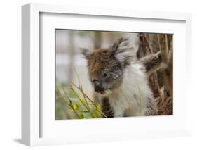 Australia, Perth, Yanchep National Park. Koala Bear a Native Arboreal Marsupial-Cindy Miller Hopkins-Framed Photographic Print