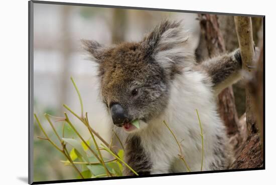 Australia, Perth, Yanchep National Park. Koala Bear a Native Arboreal Marsupial-Cindy Miller Hopkins-Mounted Photographic Print