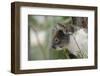 Australia, Perth, Yanchep National Park. Koala Bear a Native Arboreal Marsupial-Cindy Miller Hopkins-Framed Photographic Print