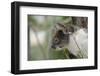 Australia, Perth, Yanchep National Park. Koala Bear a Native Arboreal Marsupial-Cindy Miller Hopkins-Framed Photographic Print