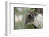 Australia, Perth, Yanchep National Park. Koala Bear a Native Arboreal Marsupial-Cindy Miller Hopkins-Framed Photographic Print