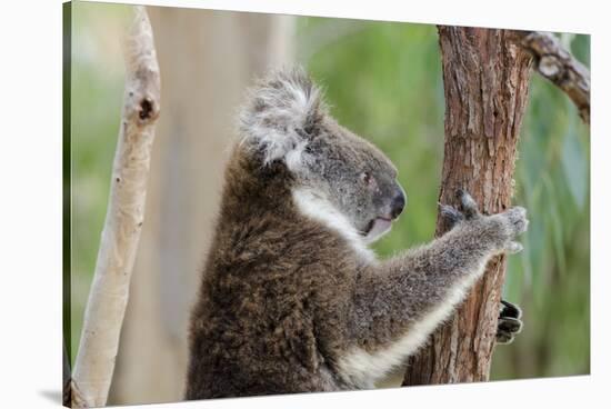 Australia, Perth, Yanchep National Park. Koala Bear a Native Arboreal Marsupial-Cindy Miller Hopkins-Stretched Canvas