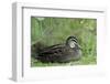 Australia, Perth, Yanchep National Park. Pacific Black Duck, Anas Superciliosa-Cindy Miller Hopkins-Framed Photographic Print