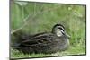 Australia, Perth, Yanchep National Park. Pacific Black Duck, Anas Superciliosa-Cindy Miller Hopkins-Mounted Photographic Print