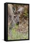 Australia, Perth, Yanchep National Park. Western Gray Kangaroo Close Up Eating-Cindy Miller Hopkins-Framed Stretched Canvas
