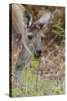 Australia, Perth, Yanchep National Park. Western Gray Kangaroo Close Up Eating-Cindy Miller Hopkins-Stretched Canvas
