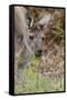 Australia, Perth, Yanchep National Park. Western Gray Kangaroo Close Up Eating-Cindy Miller Hopkins-Framed Stretched Canvas