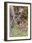 Australia, Perth, Yanchep National Park. Western Gray Kangaroo Close Up Eating-Cindy Miller Hopkins-Framed Premium Photographic Print