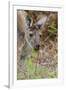 Australia, Perth, Yanchep National Park. Western Gray Kangaroo Close Up Eating-Cindy Miller Hopkins-Framed Premium Photographic Print