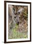 Australia, Perth, Yanchep National Park. Western Gray Kangaroo Close Up Eating-Cindy Miller Hopkins-Framed Premium Photographic Print