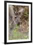 Australia, Perth, Yanchep National Park. Western Gray Kangaroo Close Up Eating-Cindy Miller Hopkins-Framed Premium Photographic Print