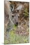 Australia, Perth, Yanchep National Park. Western Gray Kangaroo Close Up Eating-Cindy Miller Hopkins-Mounted Premium Photographic Print