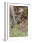 Australia, Perth, Yanchep National Park. Western Gray Kangaroo Close Up Eating-Cindy Miller Hopkins-Framed Photographic Print