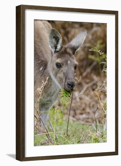 Australia, Perth, Yanchep National Park. Western Gray Kangaroo Close Up Eating-Cindy Miller Hopkins-Framed Photographic Print