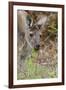 Australia, Perth, Yanchep National Park. Western Gray Kangaroo Close Up Eating-Cindy Miller Hopkins-Framed Photographic Print