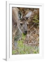 Australia, Perth, Yanchep National Park. Western Gray Kangaroo Close Up Eating-Cindy Miller Hopkins-Framed Photographic Print