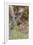 Australia, Perth, Yanchep National Park. Western Gray Kangaroo Close Up Eating-Cindy Miller Hopkins-Framed Photographic Print