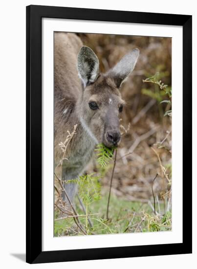 Australia, Perth, Yanchep National Park. Western Gray Kangaroo Close Up Eating-Cindy Miller Hopkins-Framed Photographic Print