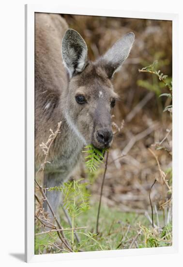 Australia, Perth, Yanchep National Park. Western Gray Kangaroo Close Up Eating-Cindy Miller Hopkins-Framed Photographic Print