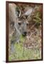 Australia, Perth, Yanchep National Park. Western Gray Kangaroo Close Up Eating-Cindy Miller Hopkins-Framed Photographic Print