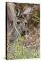 Australia, Perth, Yanchep National Park. Western Gray Kangaroo Close Up Eating-Cindy Miller Hopkins-Stretched Canvas