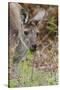 Australia, Perth, Yanchep National Park. Western Gray Kangaroo Close Up Eating-Cindy Miller Hopkins-Stretched Canvas