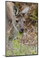 Australia, Perth, Yanchep National Park. Western Gray Kangaroo Close Up Eating-Cindy Miller Hopkins-Mounted Photographic Print