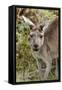 Australia, Perth, Yanchep National Park. Western Gray Kangaroo Close Up of Face-Cindy Miller Hopkins-Framed Stretched Canvas