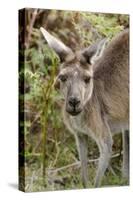 Australia, Perth, Yanchep National Park. Western Gray Kangaroo Close Up of Face-Cindy Miller Hopkins-Stretched Canvas