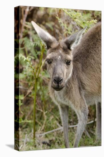 Australia, Perth, Yanchep National Park. Western Gray Kangaroo Close Up of Face-Cindy Miller Hopkins-Stretched Canvas