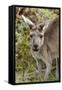 Australia, Perth, Yanchep National Park. Western Gray Kangaroo Close Up of Face-Cindy Miller Hopkins-Framed Stretched Canvas