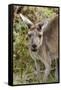 Australia, Perth, Yanchep National Park. Western Gray Kangaroo Close Up of Face-Cindy Miller Hopkins-Framed Stretched Canvas