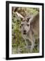 Australia, Perth, Yanchep National Park. Western Gray Kangaroo Close Up of Face-Cindy Miller Hopkins-Framed Premium Photographic Print