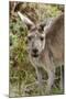 Australia, Perth, Yanchep National Park. Western Gray Kangaroo Close Up of Face-Cindy Miller Hopkins-Mounted Premium Photographic Print