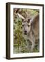 Australia, Perth, Yanchep National Park. Western Gray Kangaroo Close Up of Face-Cindy Miller Hopkins-Framed Photographic Print