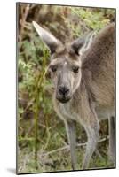 Australia, Perth, Yanchep National Park. Western Gray Kangaroo Close Up of Face-Cindy Miller Hopkins-Mounted Photographic Print