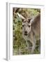 Australia, Perth, Yanchep National Park. Western Gray Kangaroo Close Up of Face-Cindy Miller Hopkins-Framed Photographic Print